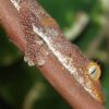 northern-spiny-tailed-gecko-500×650