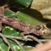 northern-spiny-tailed-gecko2-500×600