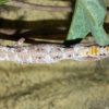 northern-spiny-tailed-gecko3-500×532