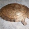 flat-shelled-turtle4-500×650