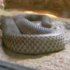 mulga-snake-500×650