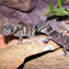 thick-tailed-gecko-500×600