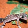 thick-tailed-gecko4-500×600