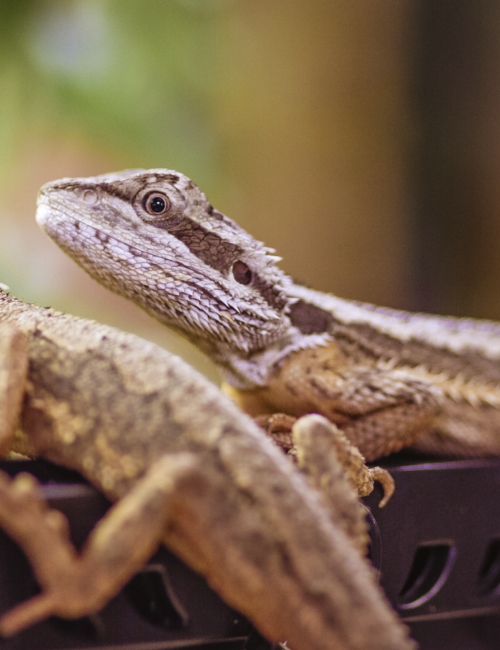 Bearded Dragon Enclosure Size